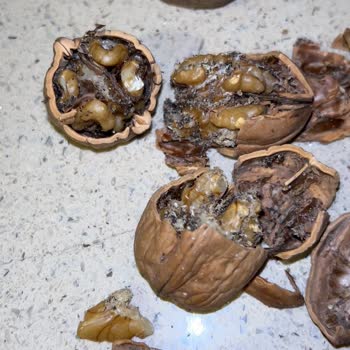 A101 Kurtlu Ceviz Skandalı: Sağlık Ve Cebimize Zararlı Alışveriş