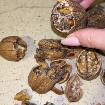 A101 Kurtlu Ceviz Skandalı: Sağlık Ve Cebimize Zararlı Alışveriş