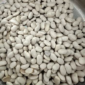 Hasata Taşlı Fasulye: Büyük Hayal Kırıklığı