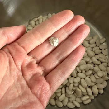 Hasata Taşlı Fasulye: Büyük Hayal Kırıklığı