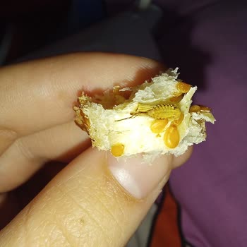 BİM'den Aldığım Simitten Böcek Çıktı