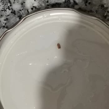 Zeytin Kavanozunda Larva Şoku!