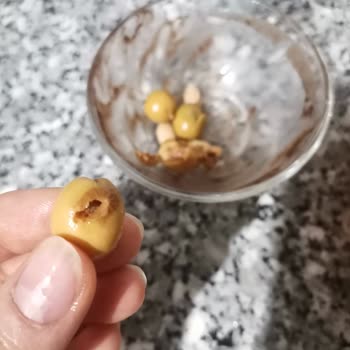 Zeytin Kavanozunda Larva Şoku!