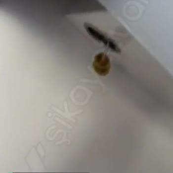 Franke Güvenin Boşa Çıkması!