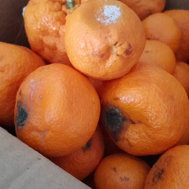 Yurtiçi Kargo Yanlış Adres Yüzünden Küflenen Mandalinalar