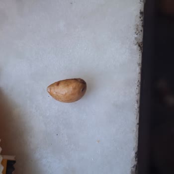 Diş Kıran Antep Fıstıklı Meyve Barı