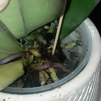 Yanıltıcı Orkide Teslimatı: Beklentiler Ve Gerçekler