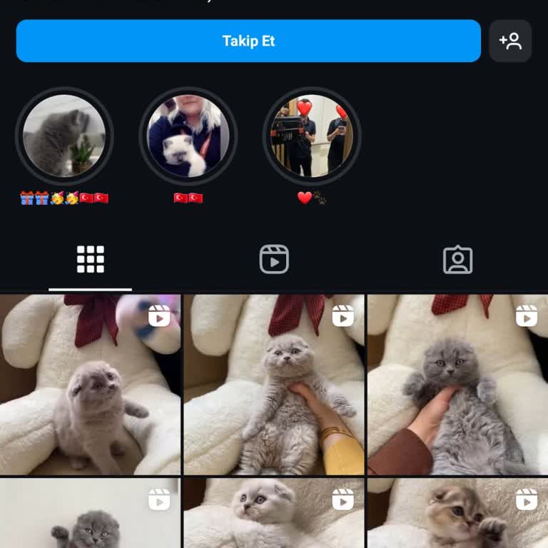 Yanıltıcı Ücretsiz Yavru Kedi İlanı