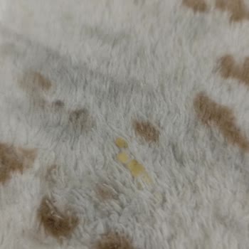 Halı Yıkama Hizmetinde Teslimat Ve Kalite Sorunu