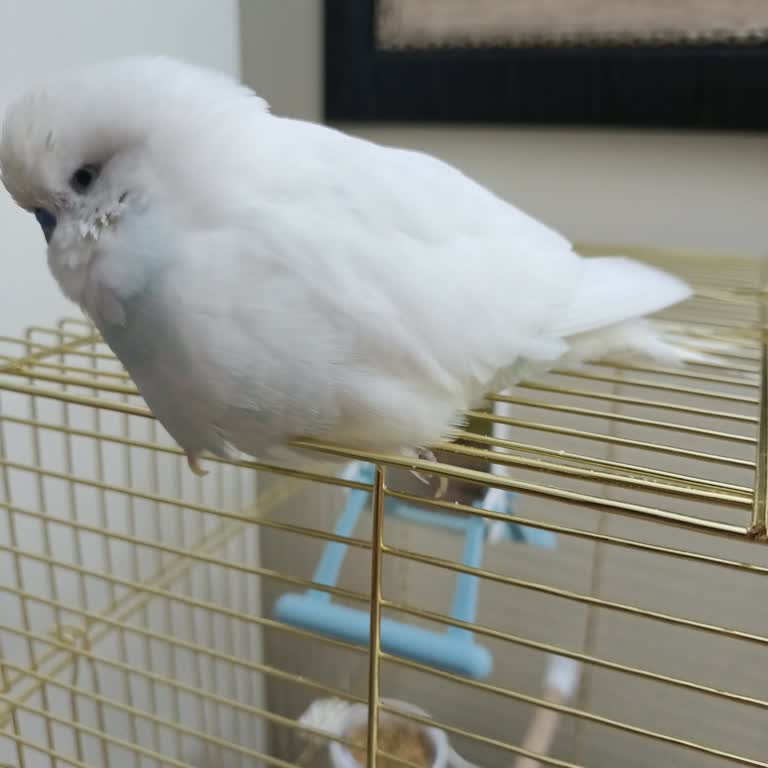 Yanlış Teşhis Kuşumun Ayağını Felç Etti