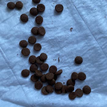 Köpek Mamasında Kurtlar: Sağlık Riski Ve İhmal