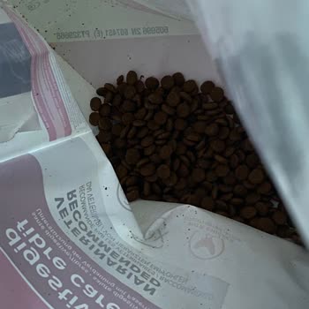 Köpek Mamasında Kurtlar: Sağlık Riski Ve İhmal