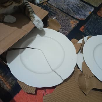 Kırık Servis Tabakları Ve Ulaşılamayan Müşteri Hizmetleri
