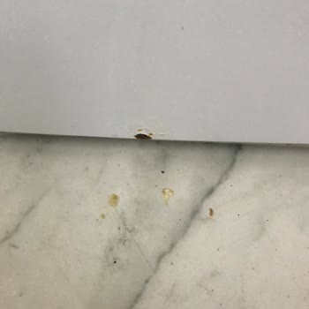 Bosch Çamaşır Makinesi Paslanma Sorunu