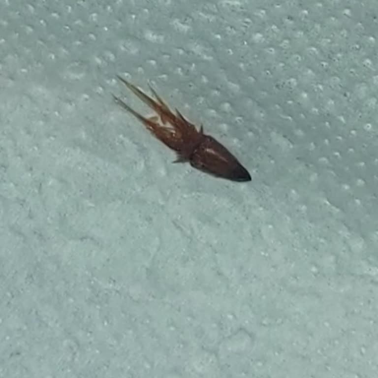 BİM'den Aldığım Pizzada Şok Edici Böcek Sürprizi!