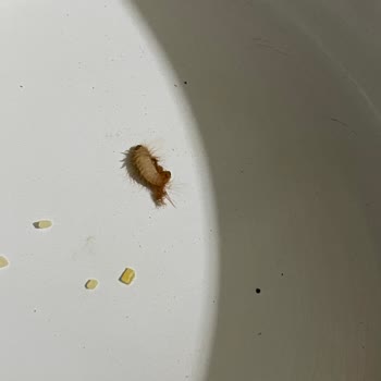 Yayla Bulgur Paketinde Kurt Sorunu