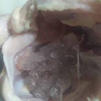 Dondurulmuş Tavukta Buz Şoku