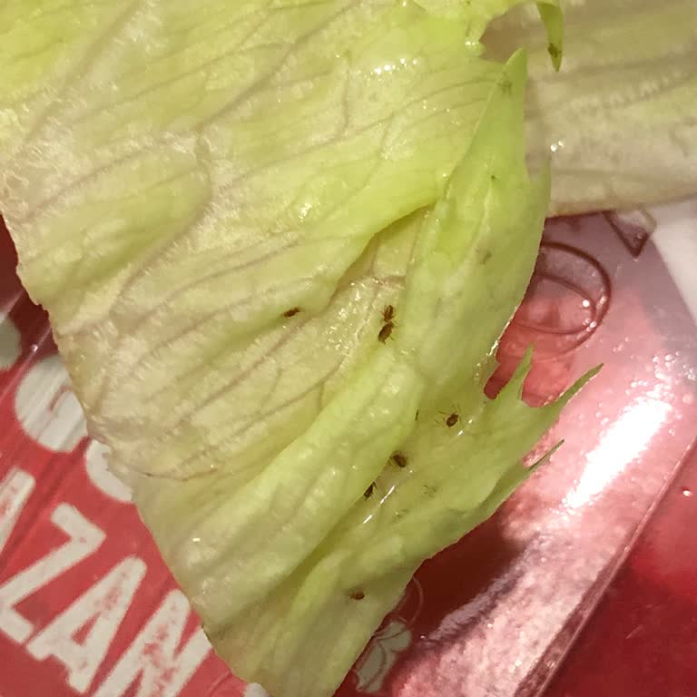 Siparişimdeki Marullardan Çıkan Böcekler