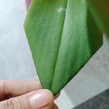 Özensiz Çiçek Gönderimi: Doğum Günümde Hayal Kırıklığı