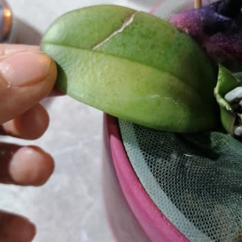 Özensiz Çiçek Gönderimi: Doğum Günümde Hayal Kırıklığı