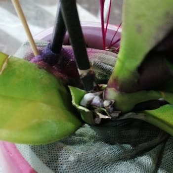 Özensiz Çiçek Gönderimi: Doğum Günümde Hayal Kırıklığı