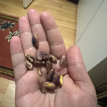 Bayrampaşa Carrefour'da Kalitesiz Antep Fıstığı Deneyimi