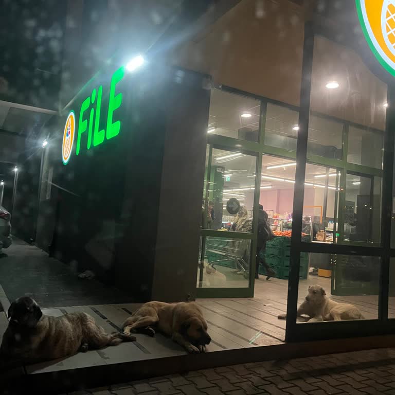 Market Girişinde Tehlike Saçan Köpekler