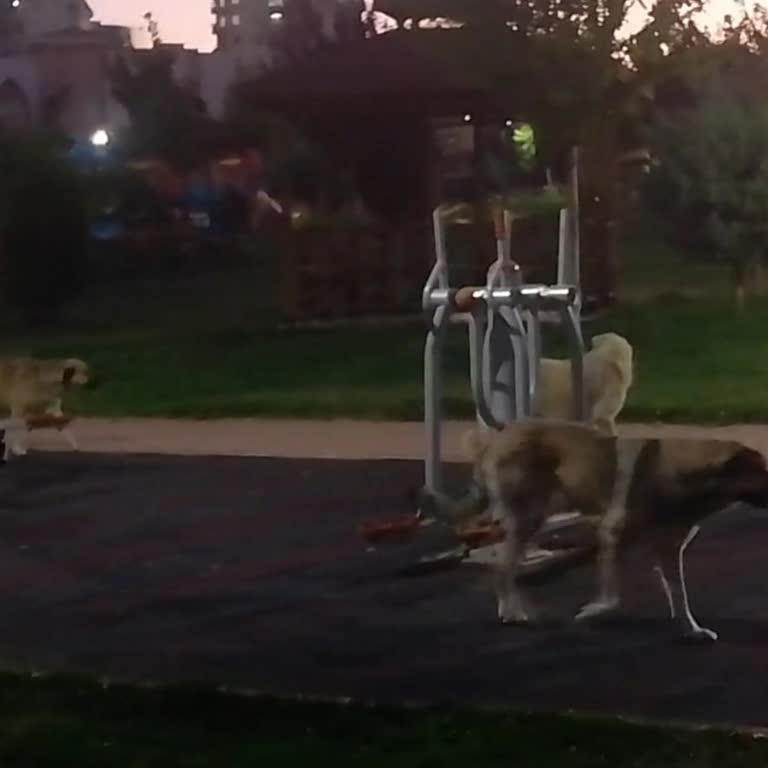 Başıboş Köpekler Yüzünden Eğitime Engel