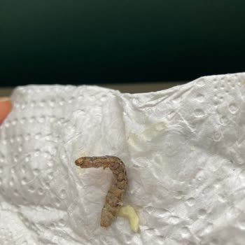 Garnitürden Kurt Çıkması Şoku