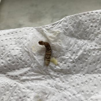 Garnitürden Kurt Çıkması Şoku