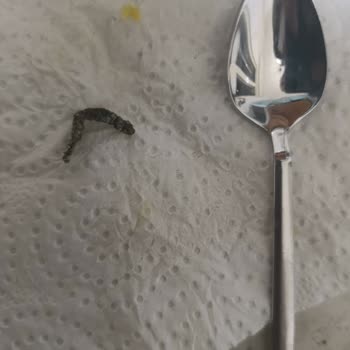 Garnitürden Kurt Çıkması Şoku