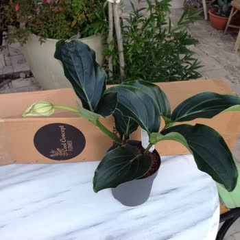 Cool Concept Flower Bitki Siparişimde Eksik Ve Kalitesiz Ürün Sorunu