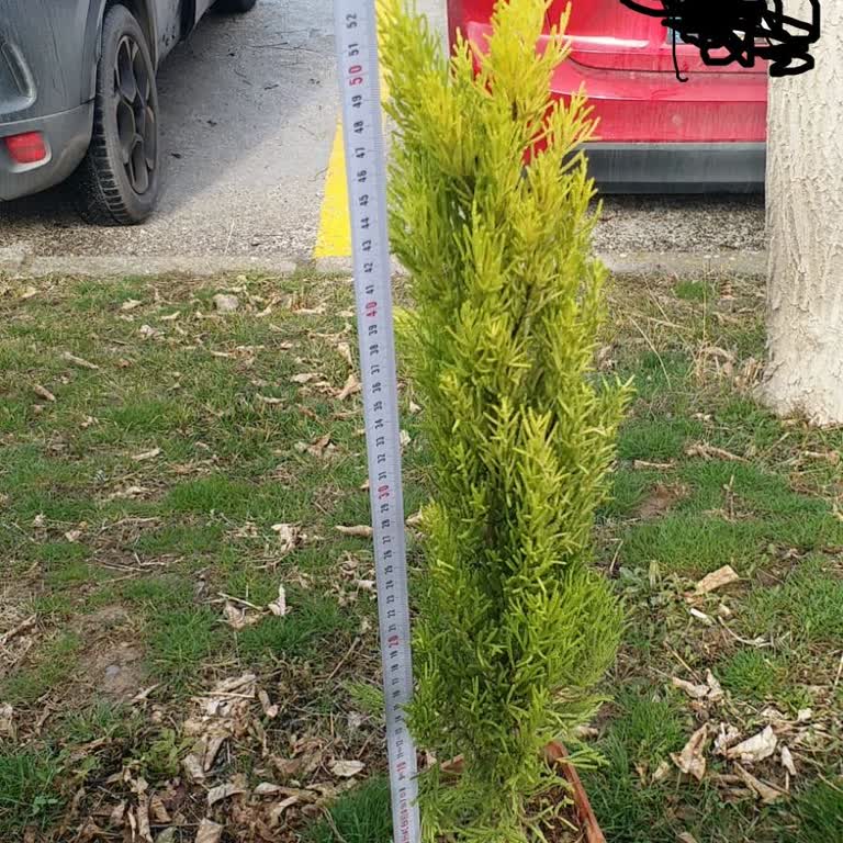 Almina Kuru Çiçekçilik İnsanları Yanıltıyor Alışveriş Yaptığıma Pişman Oldum