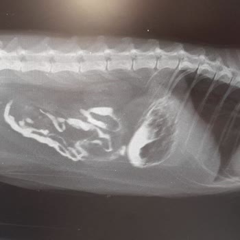 Veteriner Kliniğinde Şok Edici İhmaller Ve Yanıltıcı Yorumlar