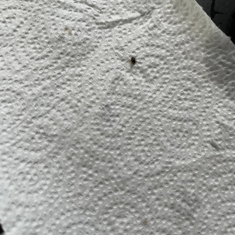 Yeşil Mercimeklerde Böcek Problemi