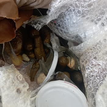 MNG Kargo İle Kırılan Konserveler Ve Fiyat Tutarsızlığı