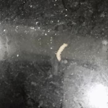 Bebek Mamasında Böcek Şoku