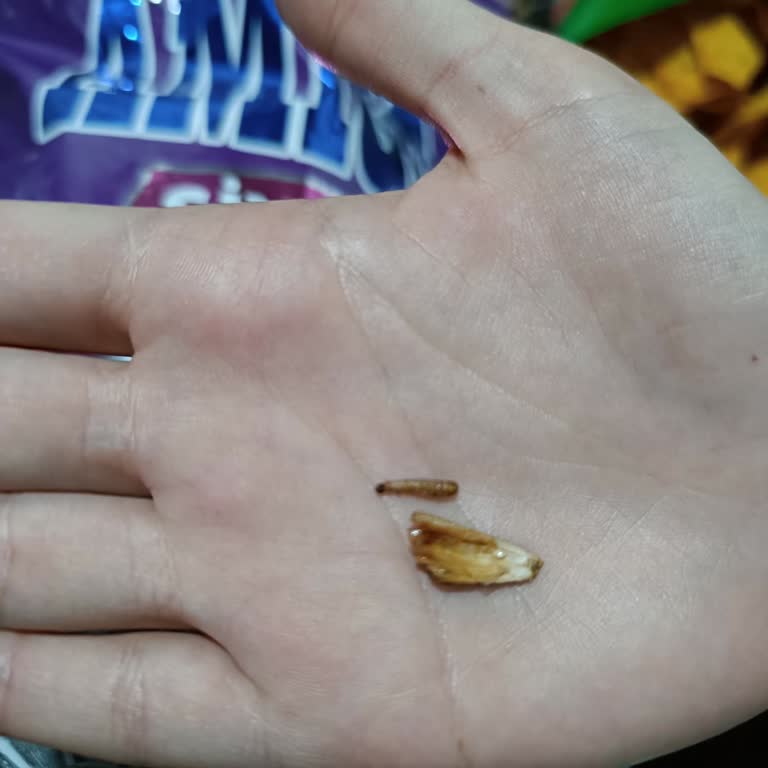 Amigo Çekirdekten Kurt Çıkması Şoku