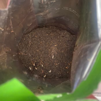 İndirimli Ürün Diye Kurtlu Çay Satışı