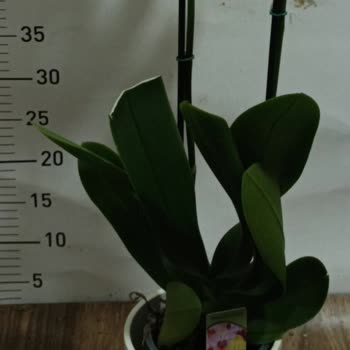 Çiçek Sepeti'nde Kusurlu Ürün Ve Müşteri Hizmetleri Sorunu