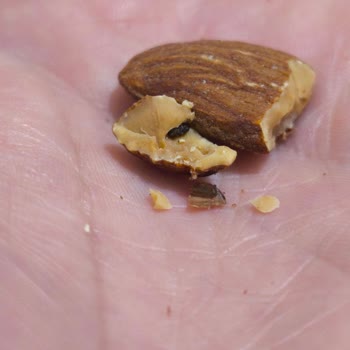 Kuruyemiş Festivalinde Şok: Bademden Ölü Kurt Çıktı