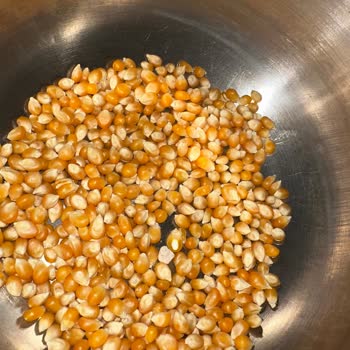 Yayla Patlatmalık Mısırda Taş Sürprizi