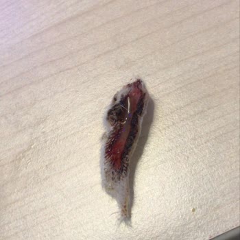 Fatih-vet Veteriner Muayenehanesi Kedimize Yapılan İhmalkârlık!