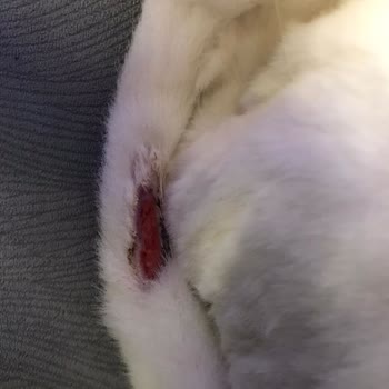 Fatih-vet Veteriner Muayenehanesi Kedimize Yapılan İhmalkârlık!