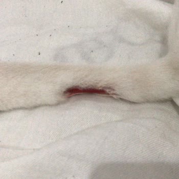 Fatih-vet Veteriner Muayenehanesi Kedimize Yapılan İhmalkârlık!