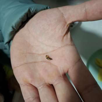 Ruffles Cips Paketinden Çıkan Beklenmedik Sürpriz