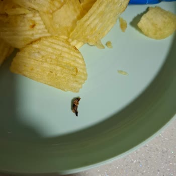 Ruffles Cips Paketinden Çıkan Beklenmedik Sürpriz