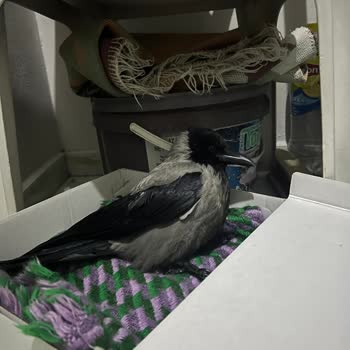 Yaralı Kargaya Yardım Çağrısı Cevapsız Kaldı