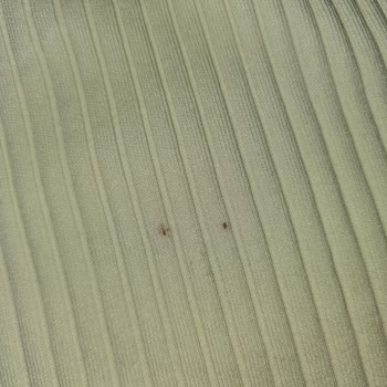 Zara'dan Gelen Lekeli Ve Deforme Bluz Hayal Kırıklığı Yarattı