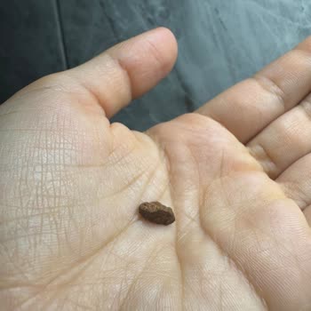 Doğum Günü Pastasında Taş Şoku